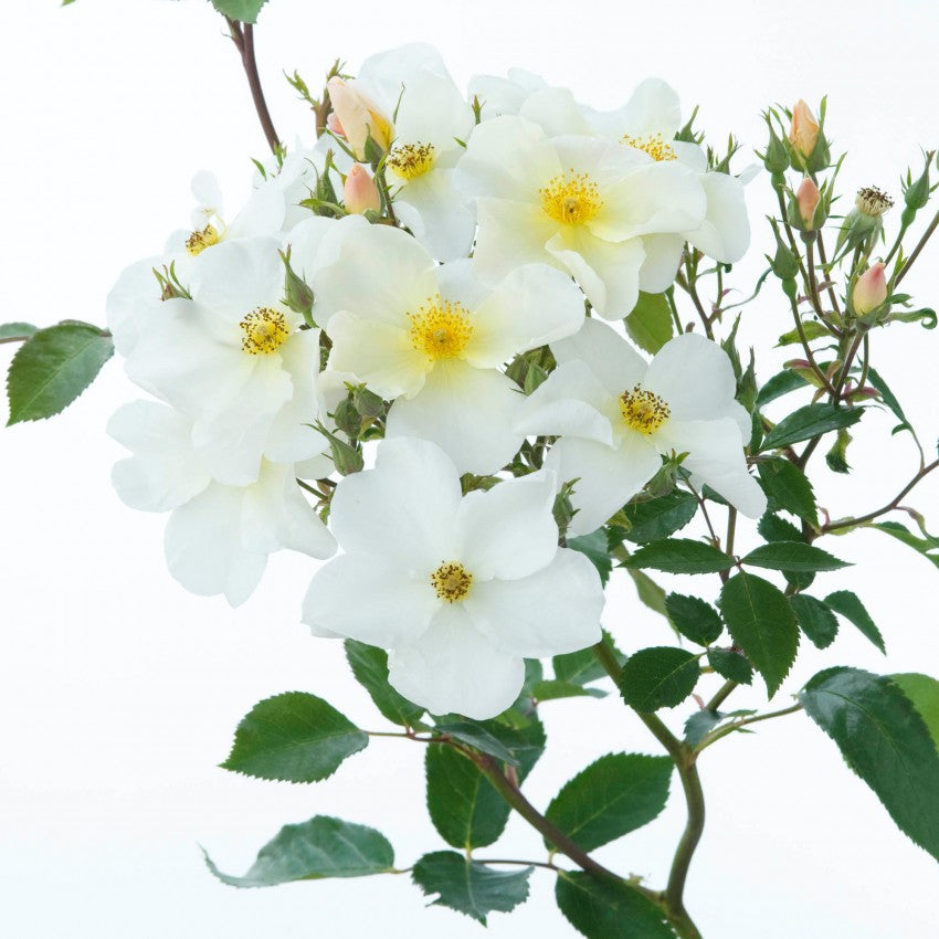 キュー・ガーデン裸苗 - Kew Gardens (Ausfence) – David Austin Roses