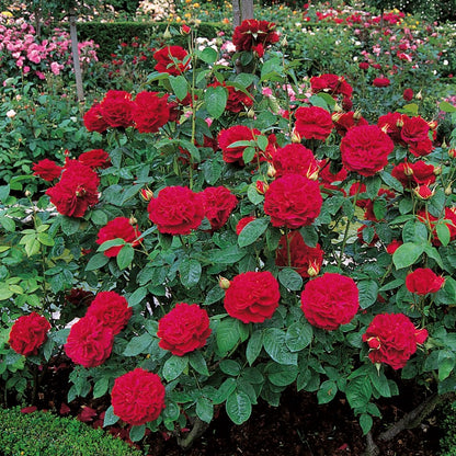 Ｌ.Ｄ.ブレスウェイト裸苗 - L. D. Braithwaite (Auscrim)