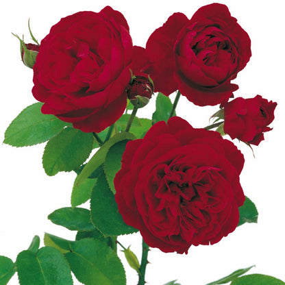 Ｌ.Ｄ.ブレスウェイト 鉢苗 - L. D. Braithwaite Potted (Auscrim)