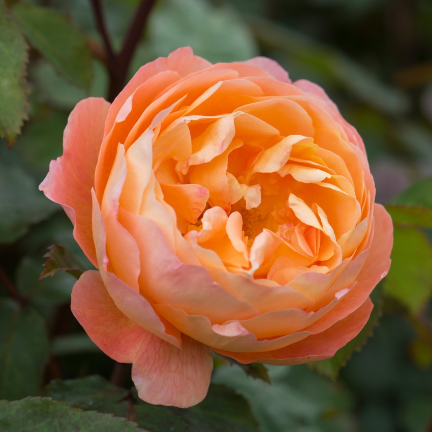 レディ・エマ・ハミルトン裸苗 - Lady Emma Hamilton (Ausbrother)