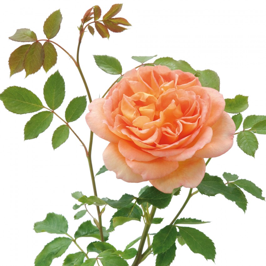 レディ・オブ・シャーロット15L鉢苗 - Lady of Shalott Potted 15L (Ausnyson)