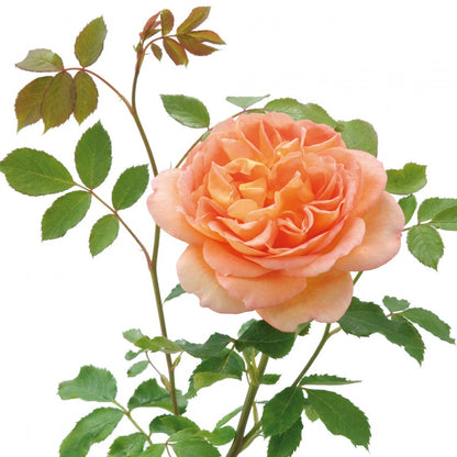 レディ・オブ・シャーロット鉢苗 - Lady of Shalott Potted (Ausnyson)