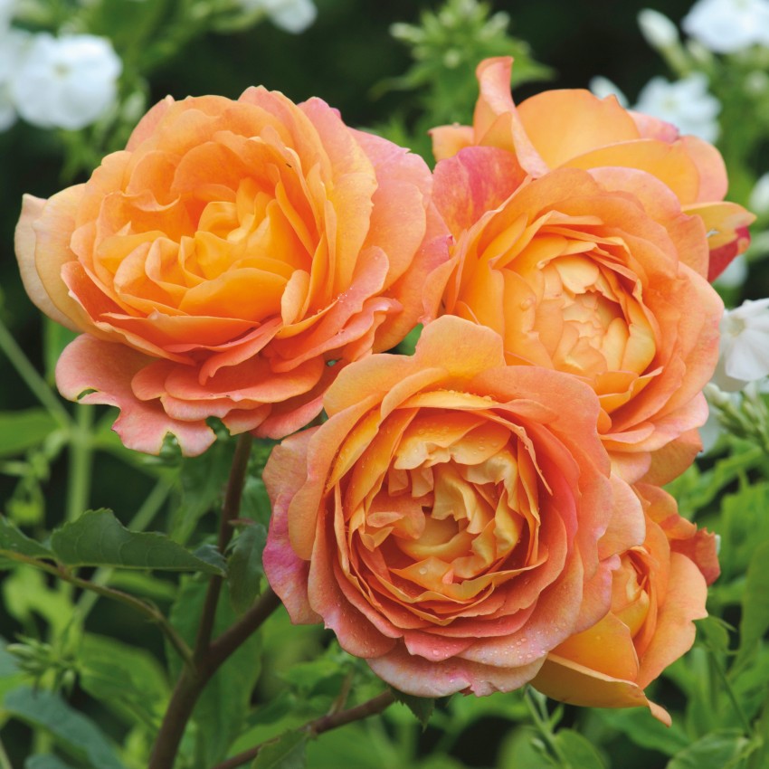 レディ・オブ・シャーロット15L鉢苗 - Lady of Shalott Potted 15L (Ausnyson)
