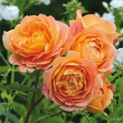 レディ・オブ・シャーロット15L鉢苗 - Lady of Shalott Potted 15L (Ausnyson)