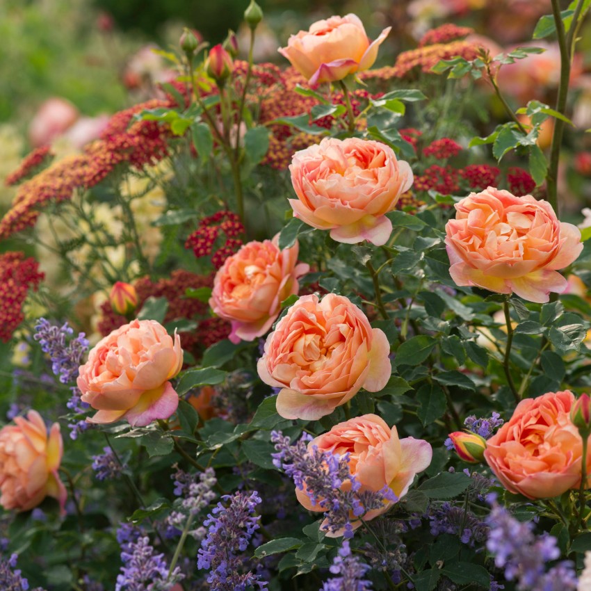 レディ・オブ・シャーロット - Lady of Shalott (Ausnyson) – David