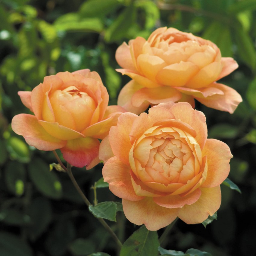 レディ・オブ・シャーロット15L鉢苗 - Lady of Shalott Potted 15L (Ausnyson)