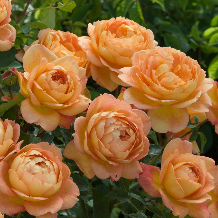 レディ・オブ・シャーロット - Lady of Shalott (Ausnyson) – David