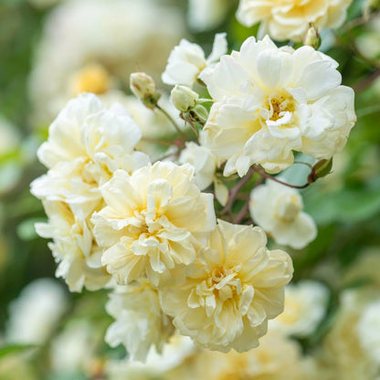 モーヴァン・ヒル裸苗 - Malvern Hills (Auscanary)