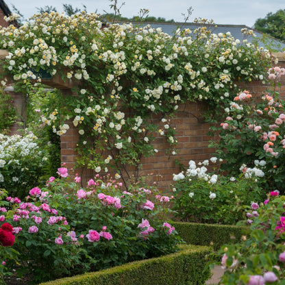 モーヴァン・ヒル ランブラー鉢苗 - Malvern Hills Potted (Auscanary)