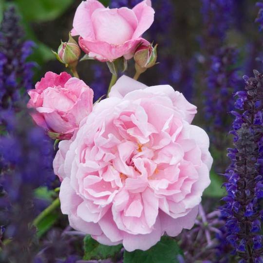 メアリー・ローズ 15L鉢苗 - Mary Rose Potted 15L(Ausmary)