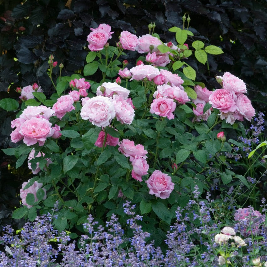 メアリー・ローズ 鉢苗 - Mary Rose Potted (Ausmary) – David