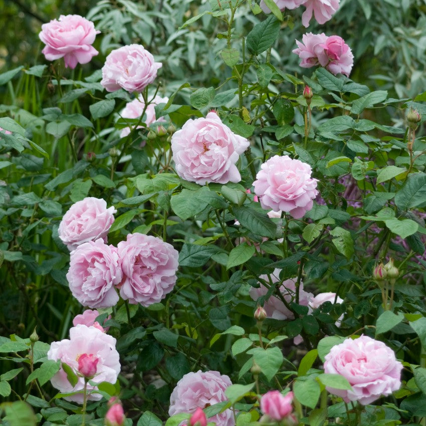 メアリー・ローズ裸苗 - Mary Rose (Ausmary) – David Austin Roses Japan
