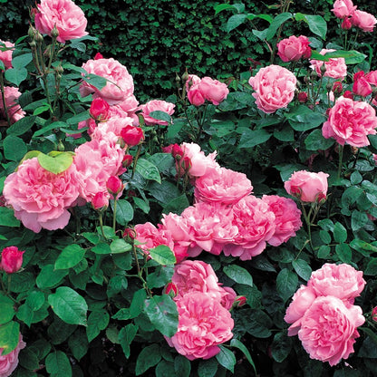 メアリー・ローズ裸苗 - Mary Rose® (Ausmary)
