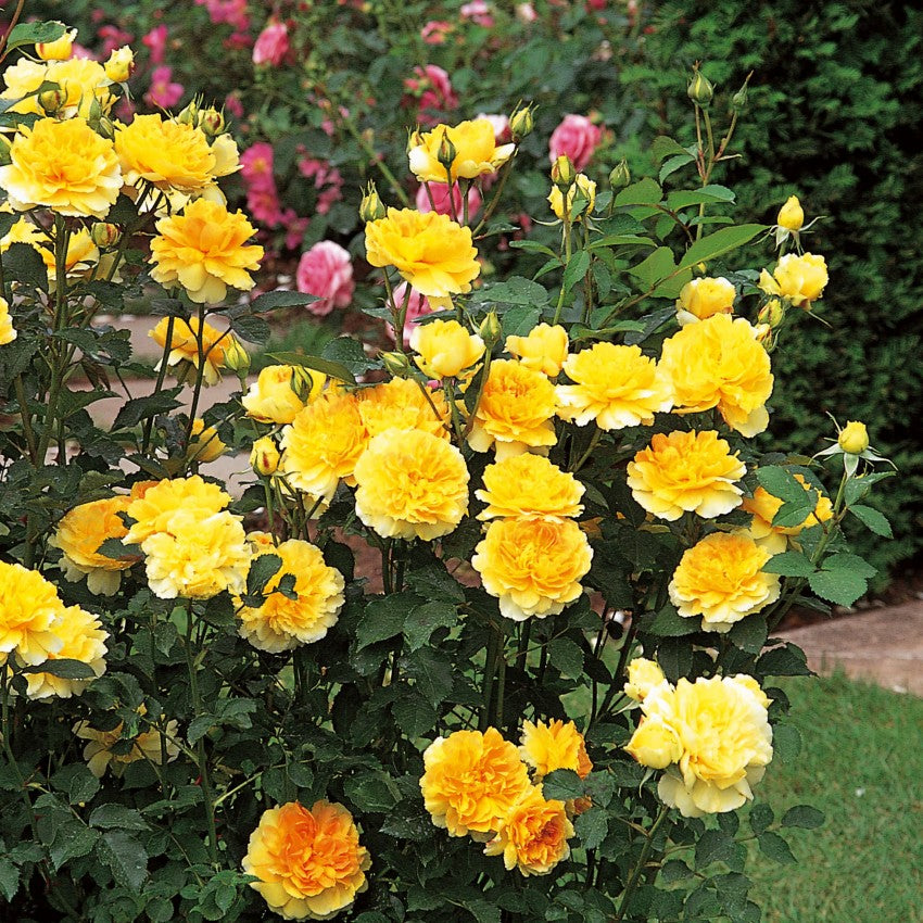 モリニュー 鉢苗 - Molineux® Potted (Ausmol) – David Austin Roses Japan