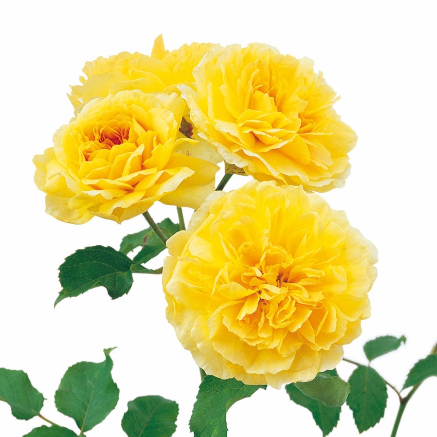 モリニュー裸苗 - Molineux® (Ausmol) – David Austin Roses Japan