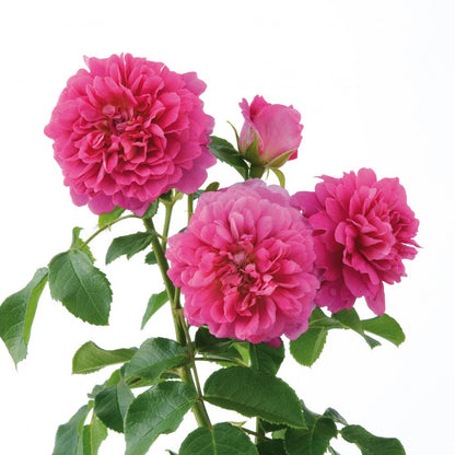 プリンセス・アン裸苗 - Princess Anne (Auskitchen)