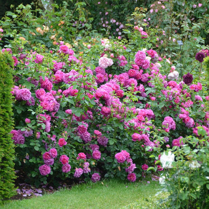 プリンセス・アン 鉢苗 - Princess Anne Potted (Auskitchen)