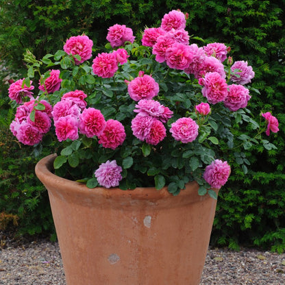 プリンセス・アン 鉢苗 - Princess Anne Potted (Auskitchen)