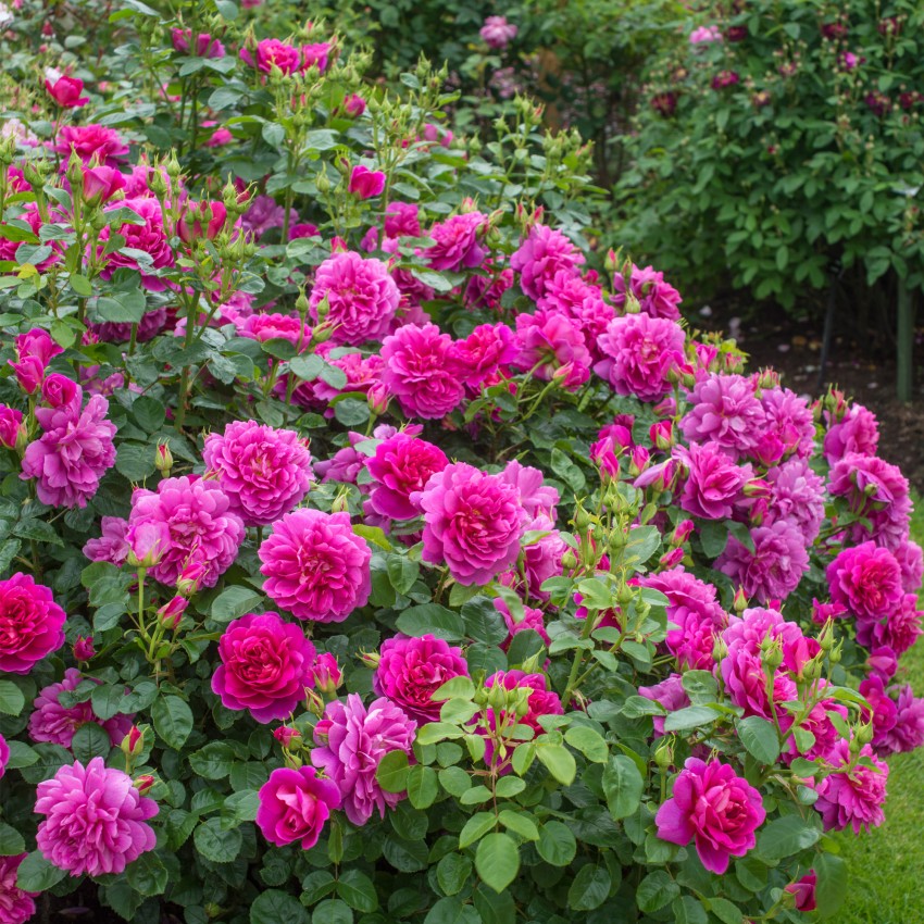 プリンセス・アン 鉢苗 - Princess Anne Potted (Auskitchen)