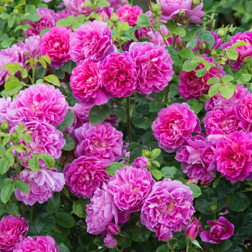 プリンセス・アン裸苗 - Princess Anne (Auskitchen) – David Austin