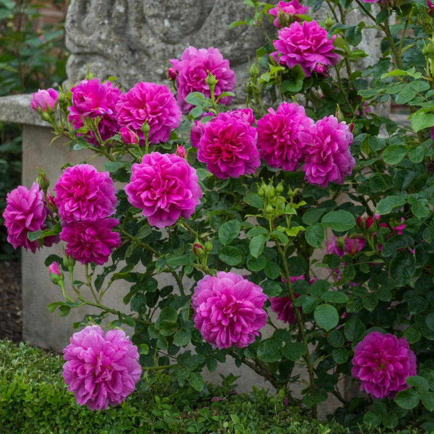 プリンセス・アン裸苗 - Princess Anne (Auskitchen) – David Austin