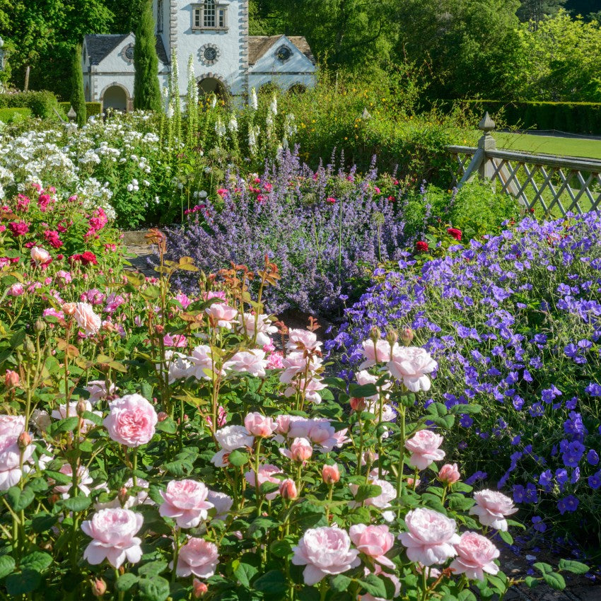 クィーン・オブ・スウェーデン - Queen of Sweden® (Austiger)