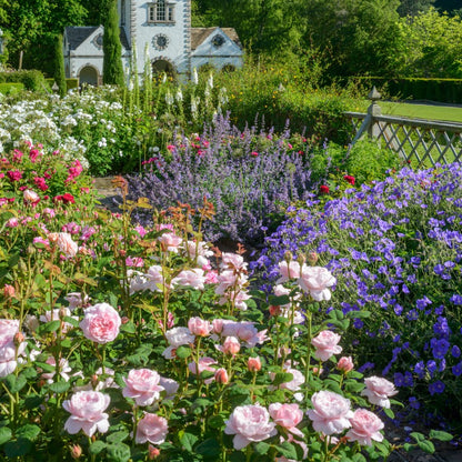 クィーン・オブ・スウェーデン - Queen of Sweden® (Austiger)