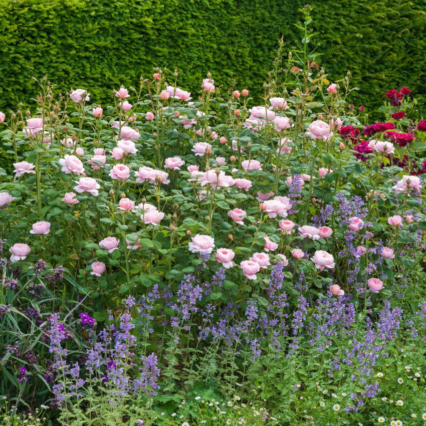 クィーン・オブ・スウェーデン　15L鉢苗 - Queen of Sweden Potted 15L (Austiger)