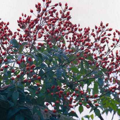 ランブリング・レクター裸苗 - Rambling Rector