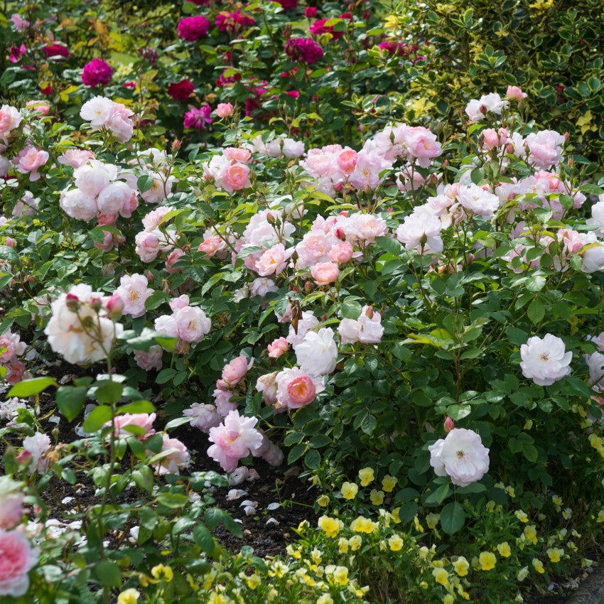 スキャボロー・フェア裸苗 - Scarborough Fair (Ausoran) – David