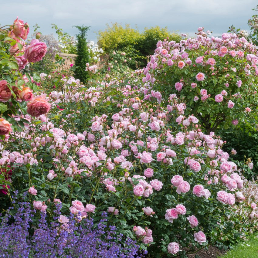 セプタード・アイル - Scepter'd Isle (Ausland) – David Austin Roses