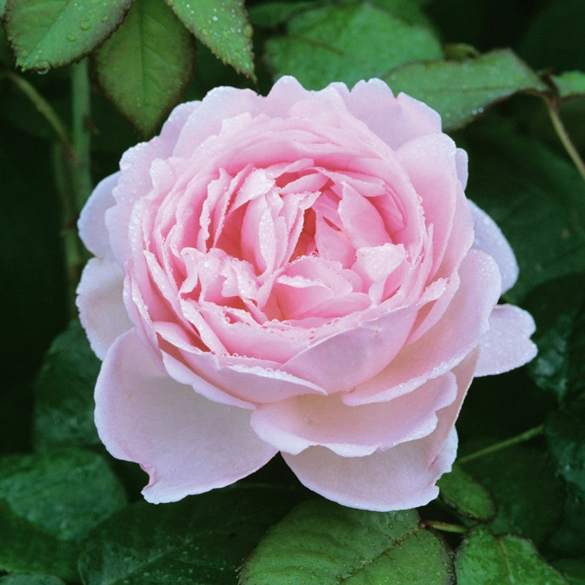 セプタード・アイル - Scepter'd Isle (Ausland) – David Austin Roses