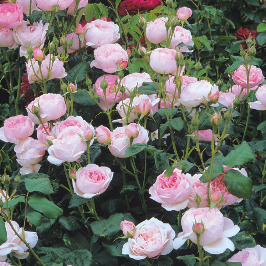 セプタード・アイル　鉢苗 - Scepter'd Isle Potted (Ausland)