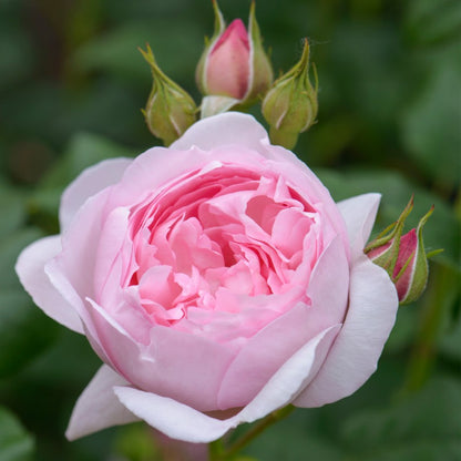 セプタード・アイル　鉢苗 - Scepter'd Isle Potted (Ausland)