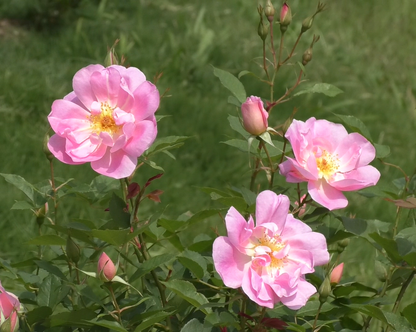 ザ・レディーズ・ブラッシュ 鉢苗 - The Lady's Blush Potted (Ausoscar)