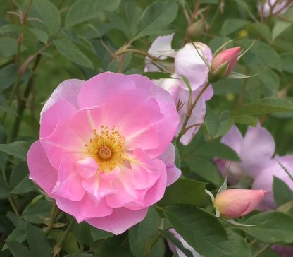 ザ・レディーズ・ブラッシュ裸苗 - The Lady's Blush (Ausoscar)