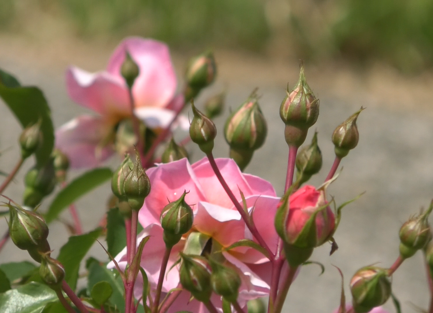 アン・ブリン 鉢苗 - Anne Boleyn Potted (Ausecret)