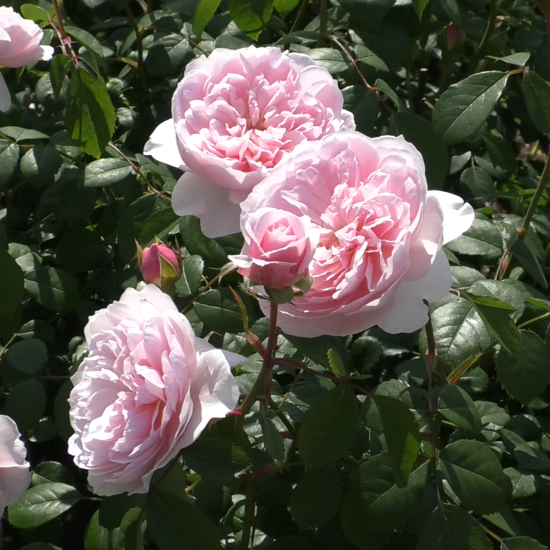 ウィズレー2008 裸苗- Wisley 2008(Ausbreeze) – David Austin