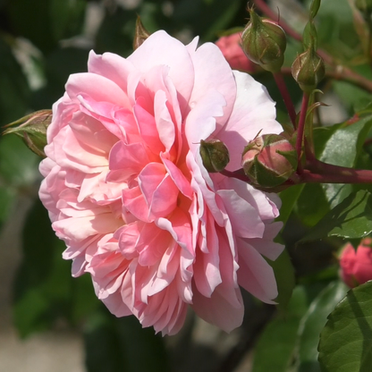 アン・ブリン裸苗 - Anne Boleyn (Ausecret)