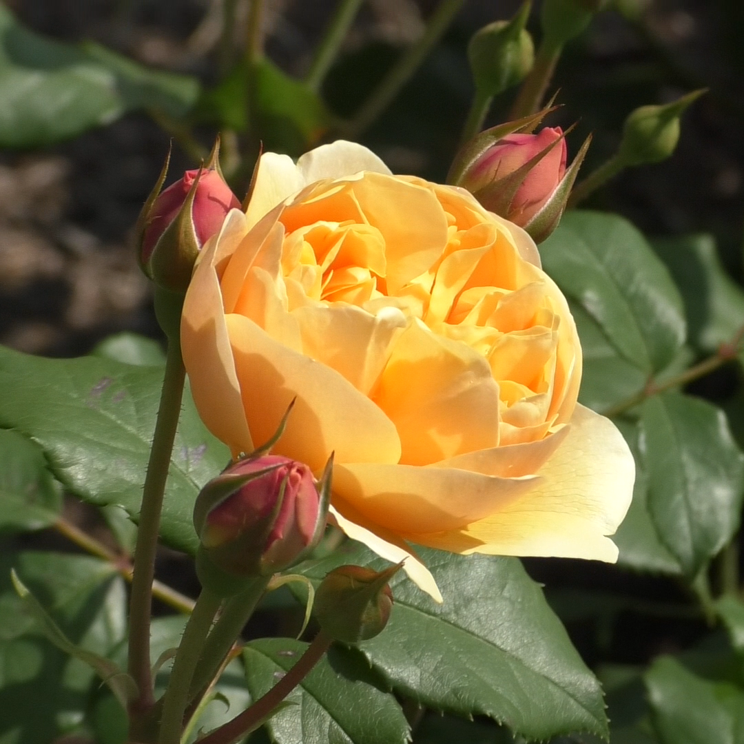 ロアルド・ダール裸苗 - Roald Dahl (Ausowlish) – David Austin Roses ロアルド・ダール裸苗 - Roald Dahl (Ausowlish) – David Austin Roses