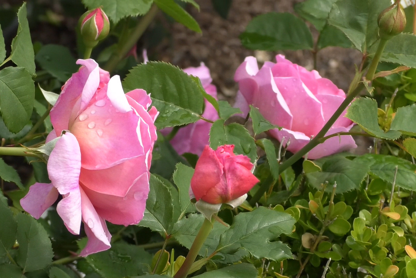 プリンセス・アレキサンドラ・オブ・ケント 鉢苗 - Princess Alexandra of Kent Potted (Ausmerchant)