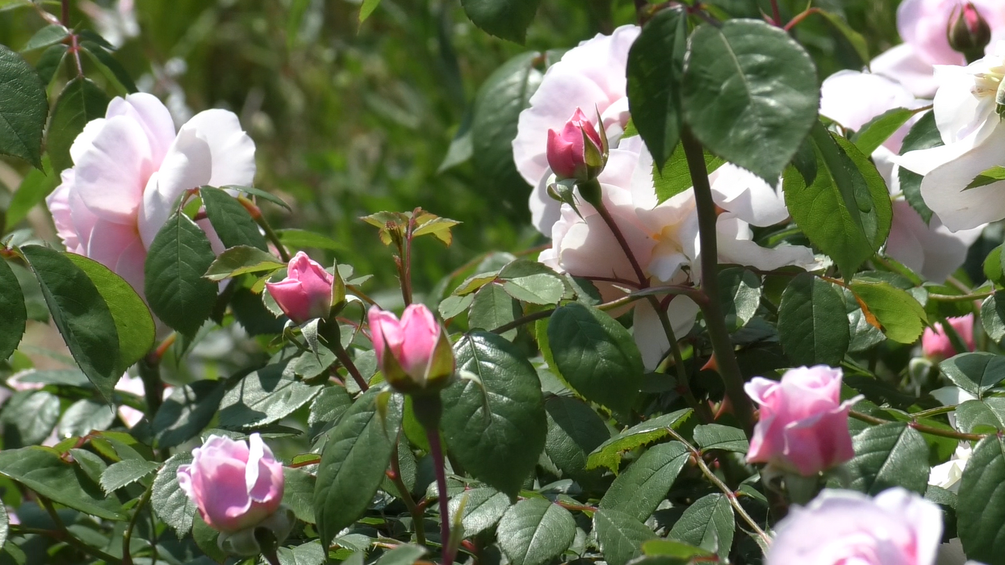 ウィズレー2008 裸苗- Wisley® 2008(Ausbreeze)