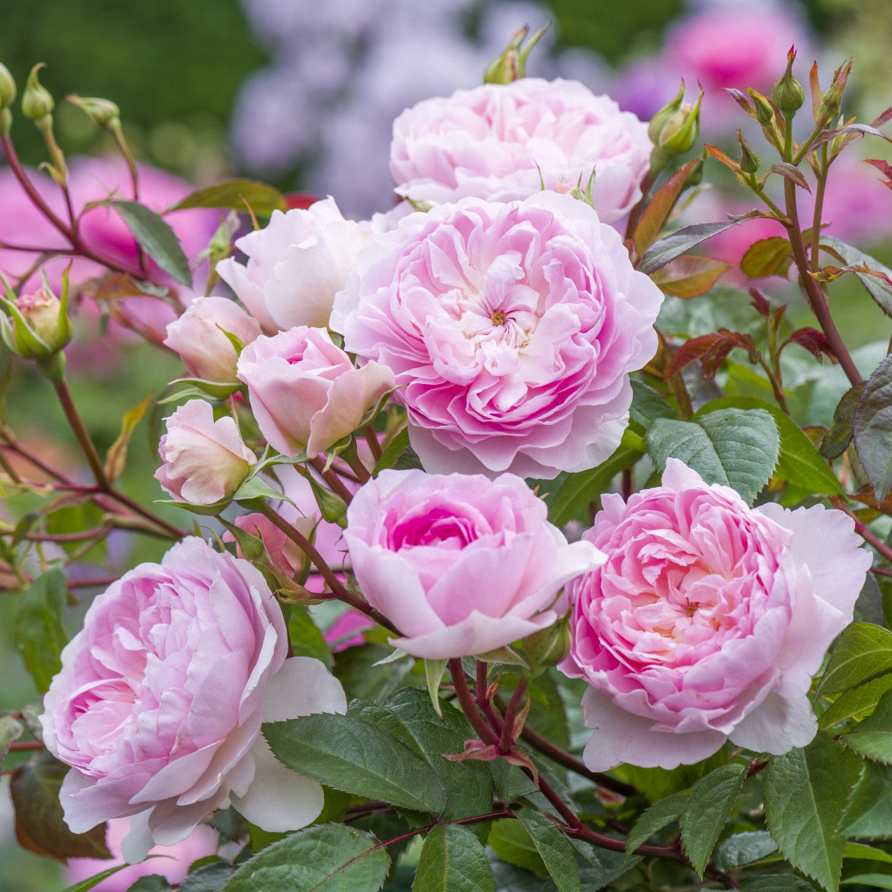 サイラス・マーナー 裸苗 - Silas Marner (Ausraveloe) – David