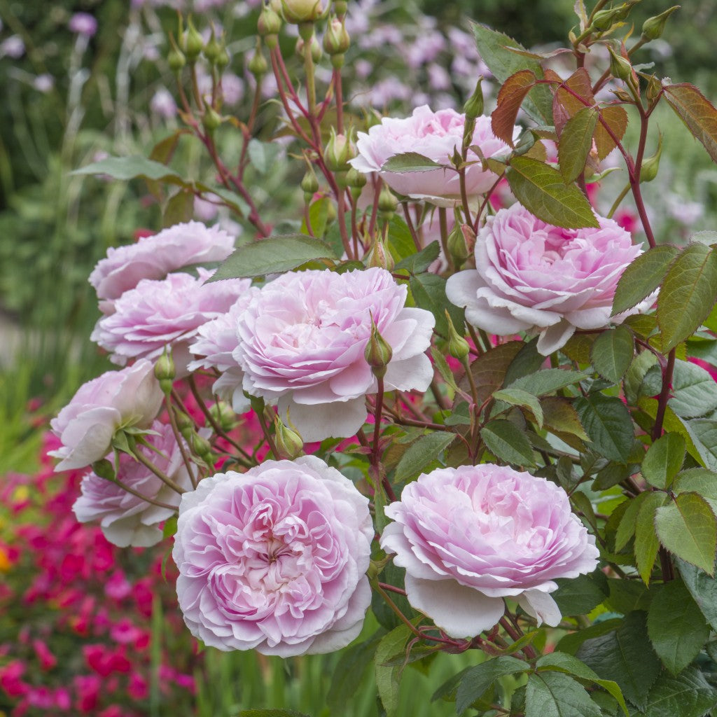 サイラス・マーナー 裸苗 - Silas Marner (Ausraveloe)