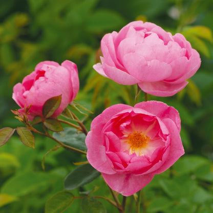 スカイラーク　鉢苗 - Skylark Potted (Ausimple)