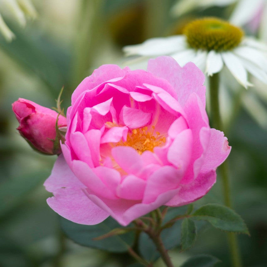 スカイラーク裸苗 - Skylark (Ausimple) – David Austin Roses Japan