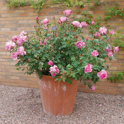 スカイラーク　鉢苗 - Skylark Potted (Ausimple)