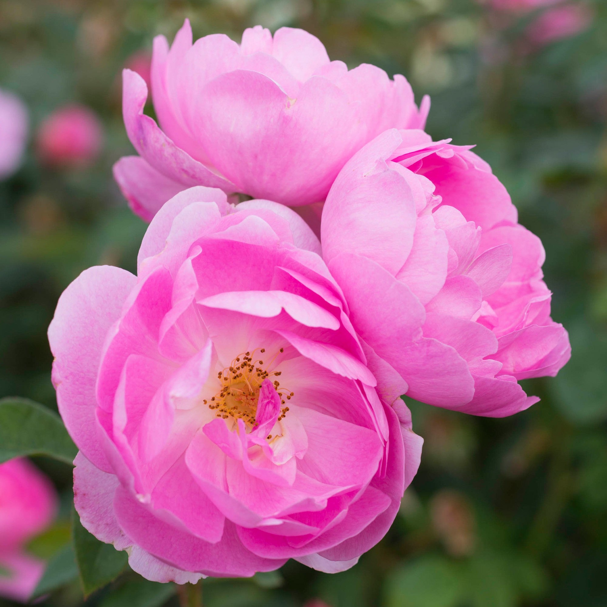 スカイラーク - Skylark (Ausimple) – David Austin Roses Japan