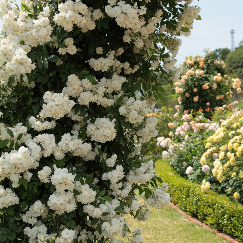 スノー・グース 鉢苗 - Snow Goose Potted (Auspom)