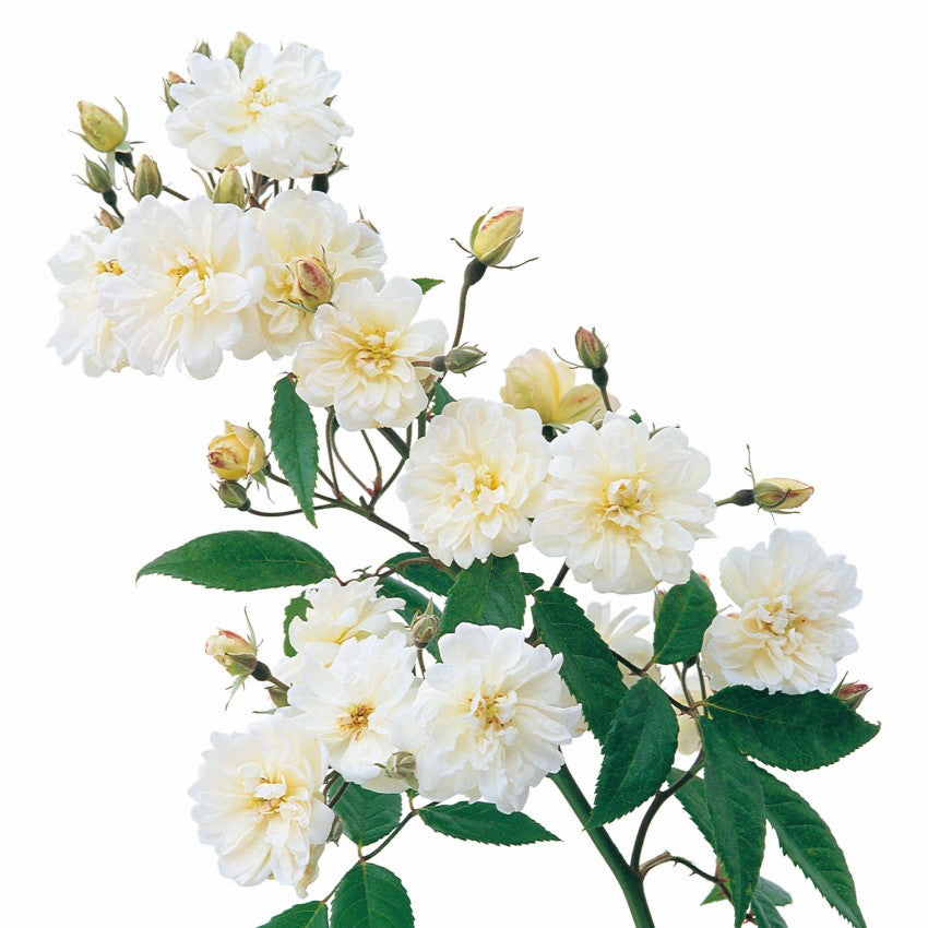 スノー・グース 鉢苗 - Snow Goose Potted (Auspom)